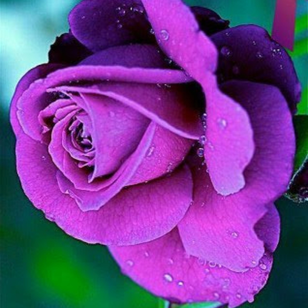 Meet your Posher, Yanira